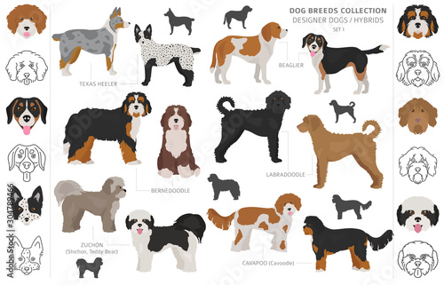 Fotomural Designer dogs, crossbreed, hybrid mix pooches collection isolated on white