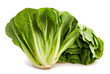 romain lettuce