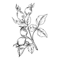 Rose hip branch with fruit botanical foliage. Black and white engraved ink art. Isolated rosehip illustration element.