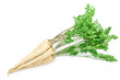 Parsley root with leaves isolated on white background