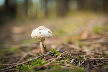 The parasol mushroom Macrolepiota procera or Lepiota procera growing in the forest.