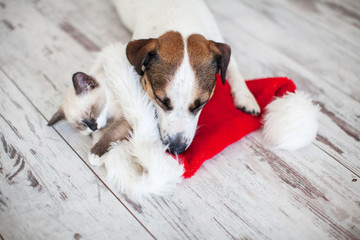 Wall Mural - Cat in christmas hat and dog