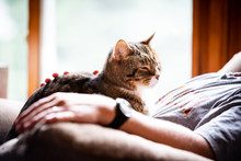 Senior Tabby Cat Sitting On Person, Back Lit By Window Light. Man's Arm Resting On Sofa And Hand On Kitty. 