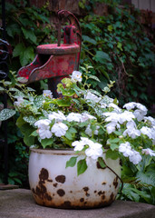 Wall Mural - garden decoration on front step of white enamelware pot and red pump jack. white impatiens flowers growing and spilling over. Ivy climbing on brick wall in background. 
