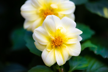 Wall Mural - white dahlia flower with yellow center. intentional shallow depth of field for a soft look. dark background and green foliage and leaves