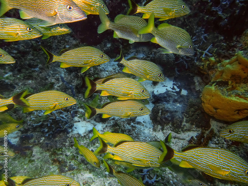 Blue Striped Grunts (Haemulon sciurus) Tableau sur Toile