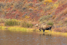 Alaks Yukon Bull Moose In Autumn 