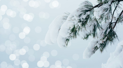 Winter forest. Forest covered by fresh snow during Winter Christmas time. The winter scene with white snow foreground.