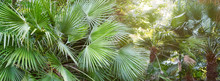 Beautiful Lush Tropical Palm Trees, Foliage In A Natural Botanic Garden