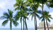 Group Of Beautiful Hawaiian Palm Trees In Windy Day In Honolulu, Waikiki Beach. 