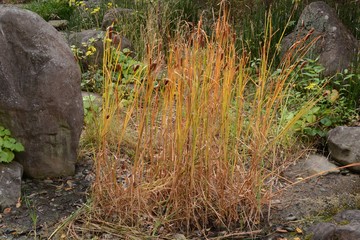 Wall Mural - Reed mace / Reed mace (Cattail) is an emerged plant that grows on the waterside, with sausage-like ears in the summer.