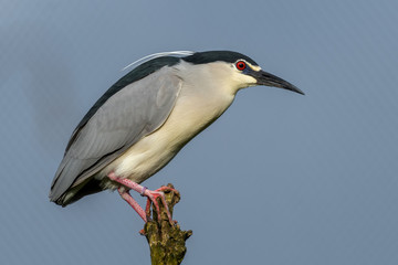 black crowned night heron balancing on top of a broken tree limb