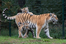 Tiger Cubs With Mother
