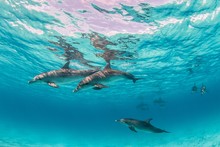 Beautiful Shot Of Cute Dolphins Hanging Out Underwater In Bimini, Bahamas