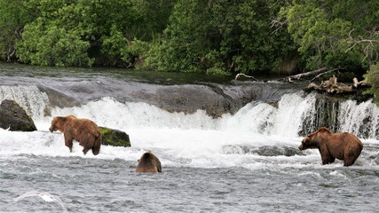 Wall Mural - Three brown bears at the falls