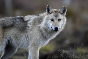 Canvas Print - Eurasian wolf, also known as the gray  or grey wolf also known as Timber wolf.  Autumn forest. Scientific name: Canis lupus lupus. Natural habitat.