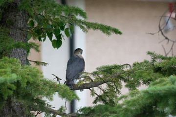 Naklejka na meble Sharp Shinned Hawk