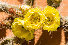 Three Beautiful Yellow Cactus Blossoms On Prickly Pear Cactus In Northern Arizona.