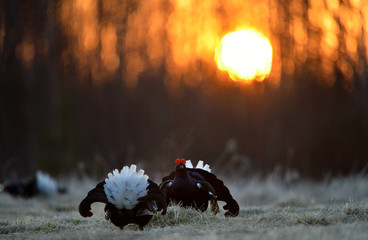 Black Grouses at Leksite. Scientific name : Tetrao Tetrix.  Early morning in Spring forest. Russia.