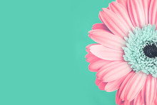 Closeup Of Trendy Soft Pink Colored Daisy Flower With Mint Center On Green Background. Color Trend Concept. Toned Image. Flat Lay. Copy Space.
