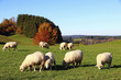Eine Herde Schaft im Herbst auf einer Wiese in Bayern