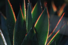 Closeup Of A Blue Glow Agave