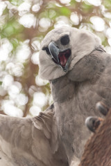 Poster - Harpy eagle