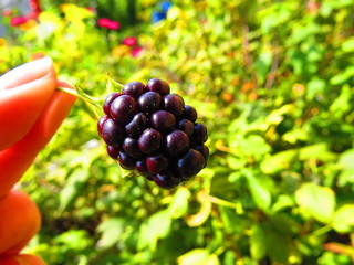 BlackBerry