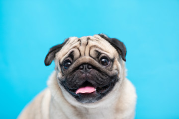 Happy adorable dog pug breed smile and cheerful on blue background,Pug Purebred Dog Concept