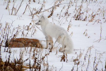 arctic fox in northern canada hunting lemming