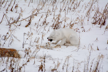 Wall Mural - arctic fox in northern canada hunting lemming