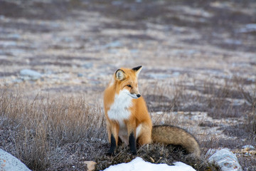 Wall Mural - red fox on the edge of frozen tundra