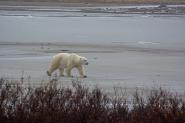 Wall Mural - polar bear walking toward viewer on the ice