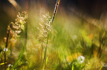 Wall Mural - Close up view of nature in morning light moment