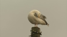 Herring Gull Grooming On Post