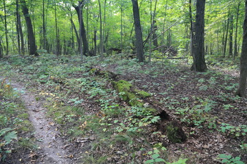 Nature Hike in the Woods