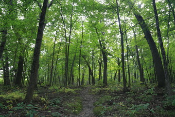  Nature Hike in the Woods