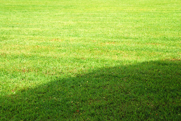 Abstract of Nature Green grass field texture background 