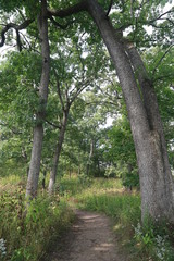 Wall Mural - Hike in the Woods and Forest