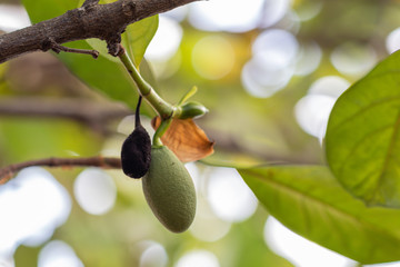 Wall Mural - Close up small baby fresh Jackfruit.(Artocarpus heterophyllus)