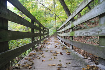 Wall Mural - Hike in the Woods with Canyon