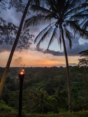 Wall Mural - November, 2019: Sunset over rice field. Ubud, Bali