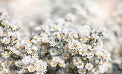 Wall Mural - Closeup and soft focus of white cutter flower in the garden, Nature background