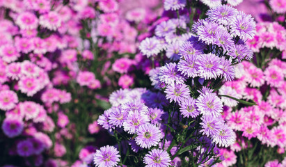 Wall Mural - Colorful of margaret flower  blooming in the garden with sunlight, Nature background