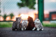 four little kittens on street outdoors sunlight