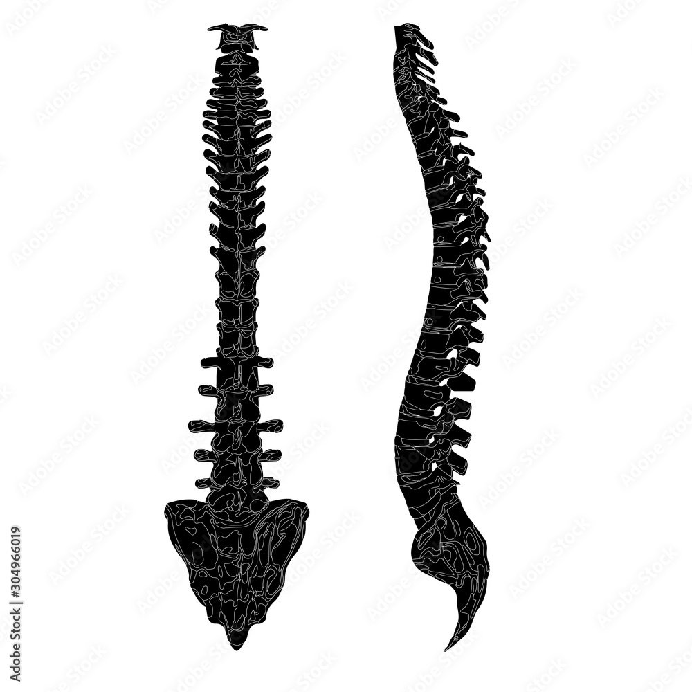 Back and side view of the spine. Realistic spine Stock Vector | Adobe Stock