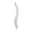 © vukrytas - Side view of the spine on a white background