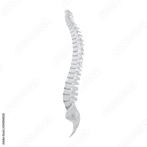Fotomural Side view of the spine on a white background