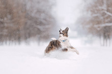 Happy Border Collie Dog Running In The Snow