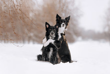 Two Border Collie Dogs Hugging In The Snow Outdoors